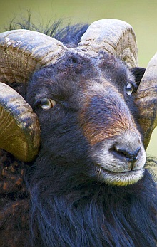 Aries Ram Portrait