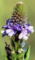 Earthlore Explorations Astrology Cancer: Verbena Flower