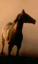 Earthlore Explorations Astrology : Sagittarian Horse