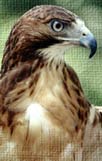 Scorpio Animal: Eagle