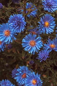 Field of Little Blue Flowers